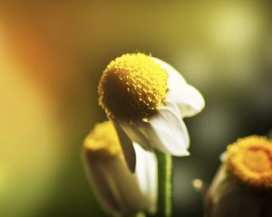 Preview wallpaper daisy, flower, petals, blurring