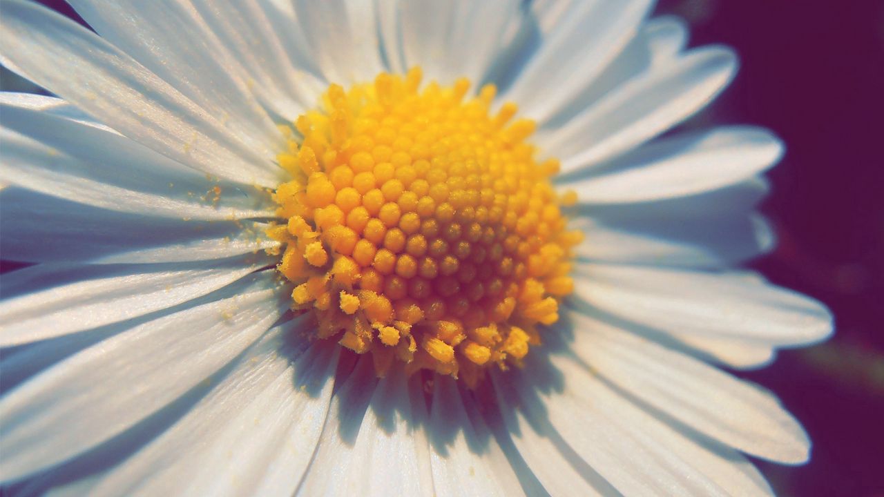 Wallpaper daisy, flower, petals, pollen