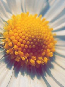 Preview wallpaper daisy, flower, petals, pollen