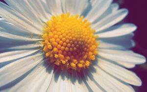 Preview wallpaper daisy, flower, petals, pollen