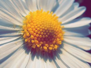 Preview wallpaper daisy, flower, petals, pollen