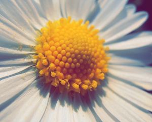 Preview wallpaper daisy, flower, petals, pollen