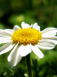 Preview wallpaper daisy, flower, petals