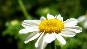 Preview wallpaper daisy, flower, petals