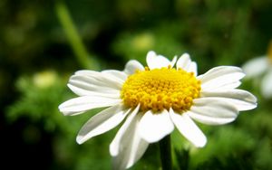 Preview wallpaper daisy, flower, petals