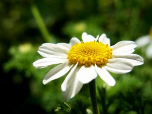 Preview wallpaper daisy, flower, petals