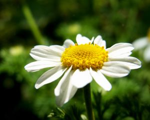 Preview wallpaper daisy, flower, petals