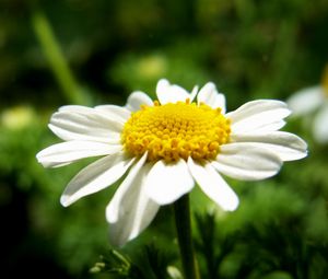 Preview wallpaper daisy, flower, petals