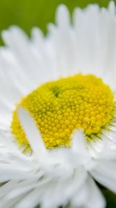 Preview wallpaper daisy, flower, petals