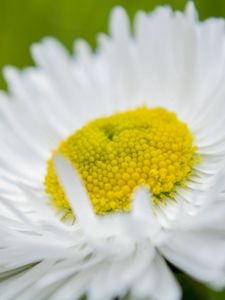 Preview wallpaper daisy, flower, petals