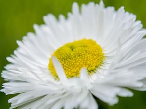 Preview wallpaper daisy, flower, petals