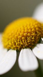 Preview wallpaper daisy, flower, petals, close up