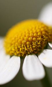 Preview wallpaper daisy, flower, petals, close up