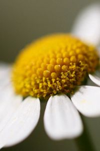 Preview wallpaper daisy, flower, petals, close up