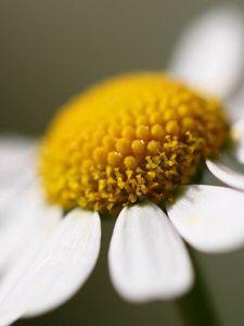 Preview wallpaper daisy, flower, petals, close up