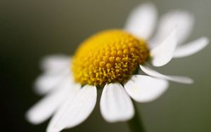 Preview wallpaper daisy, flower, petals, close up