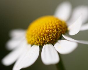 Preview wallpaper daisy, flower, petals, close up