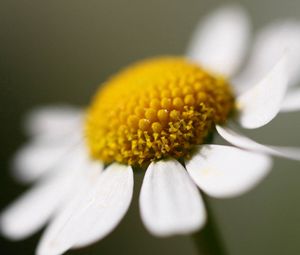 Preview wallpaper daisy, flower, petals, close up