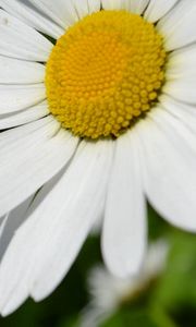 Preview wallpaper daisy, flower, plant, petals