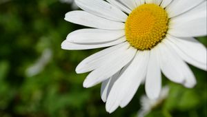 Preview wallpaper daisy, flower, plant, petals