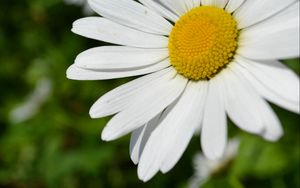 Preview wallpaper daisy, flower, plant, petals