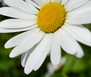 Preview wallpaper daisy, flower, plant, petals