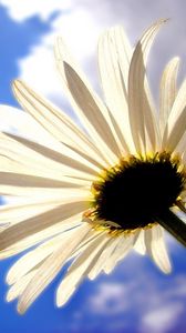 Preview wallpaper daisy, flower, sky, clouds, shadows