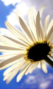 Preview wallpaper daisy, flower, sky, clouds, shadows