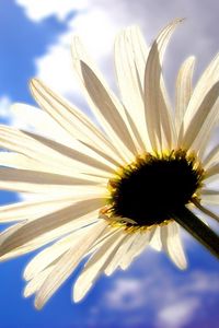 Preview wallpaper daisy, flower, sky, clouds, shadows