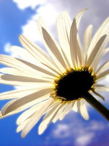 Preview wallpaper daisy, flower, sky, clouds, shadows