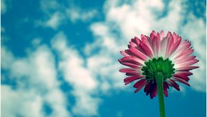 Preview wallpaper daisy, flower, sky, clouds