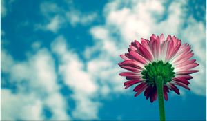 Preview wallpaper daisy, flower, sky, clouds