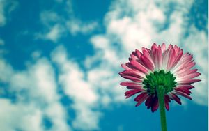 Preview wallpaper daisy, flower, sky, clouds