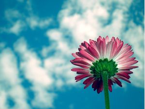 Preview wallpaper daisy, flower, sky, clouds