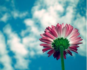 Preview wallpaper daisy, flower, sky, clouds