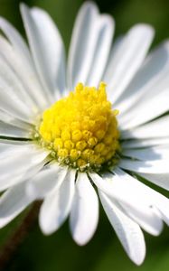 Preview wallpaper daisy, flower, small, petals