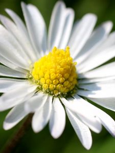 Preview wallpaper daisy, flower, small, petals