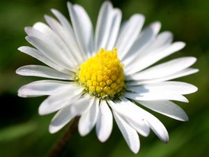 Preview wallpaper daisy, flower, small, petals