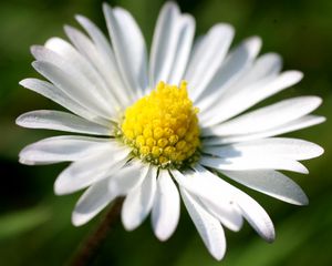 Preview wallpaper daisy, flower, small, petals