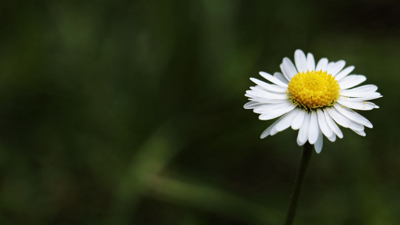 Wallpaper daisy, flower, stem
