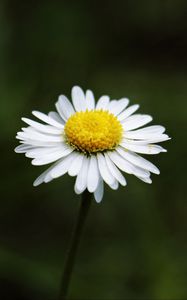 Preview wallpaper daisy, flower, stem