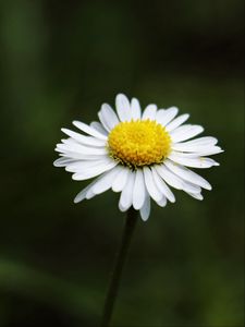 Preview wallpaper daisy, flower, stem