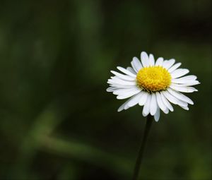 Preview wallpaper daisy, flower, stem