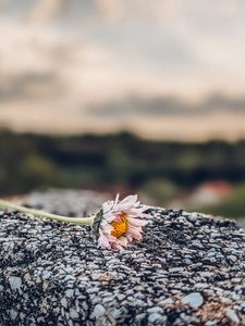 Preview wallpaper daisy, flower, stone, macro