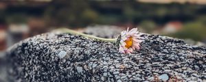 Preview wallpaper daisy, flower, stone, macro