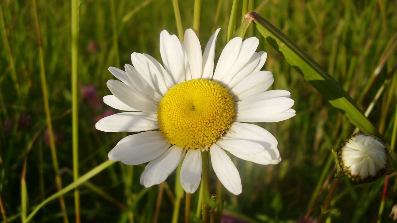 Wallpaper daisy, flower, summer, field, close-up
