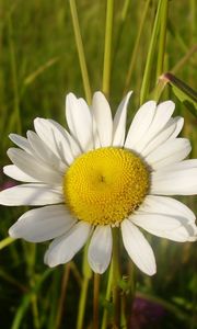 Preview wallpaper daisy, flower, summer, field, close-up