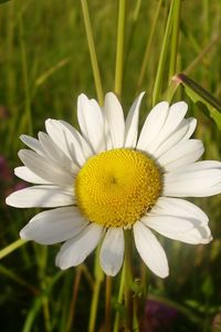 Preview wallpaper daisy, flower, summer, field, close-up