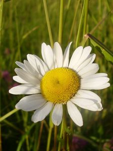 Preview wallpaper daisy, flower, summer, field, close-up