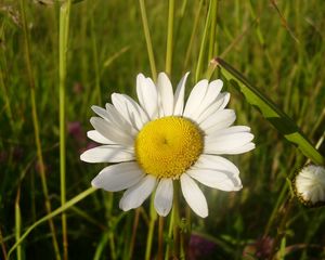 Preview wallpaper daisy, flower, summer, field, close-up